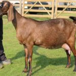 0a5f9c31d3cc85bcf88efe8a13fd9c58