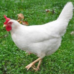 broiler-live-cobb-chicken-500×500